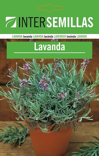 LAVANDA - Lavandula officinalis