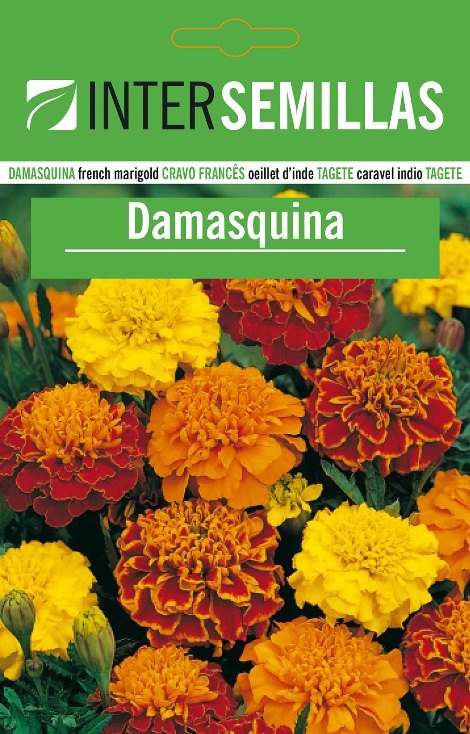 DAMASQUINA - Tagete patula 