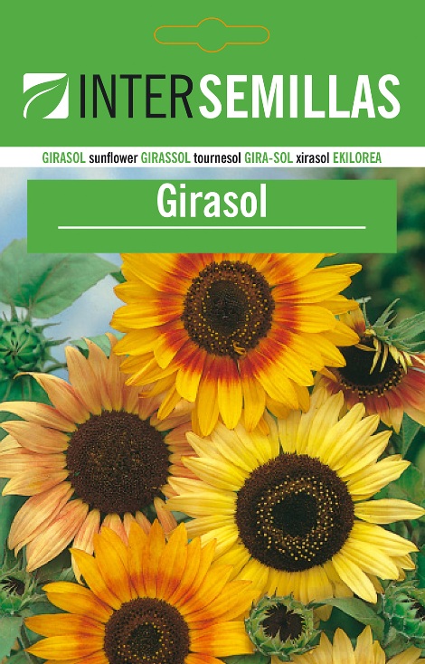 GIRASOL - Helianthus annus