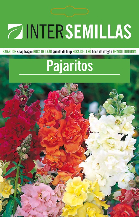 PAJARITOS/BOCA DE DRAGÓN - Antirrhium majus