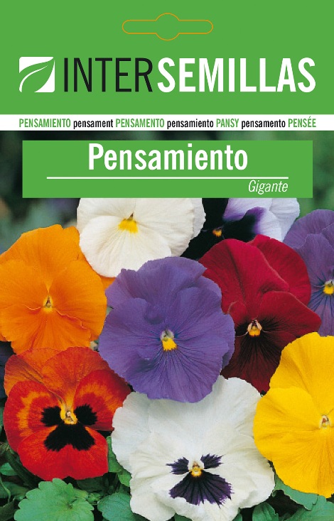PENSAMIENTO GIGANTE - Viola wittrockiana