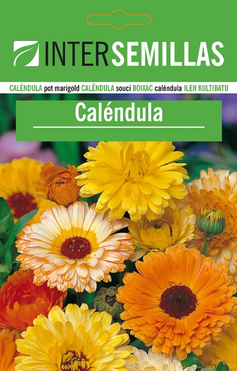 CALÉNDULA - Calendula officinalis