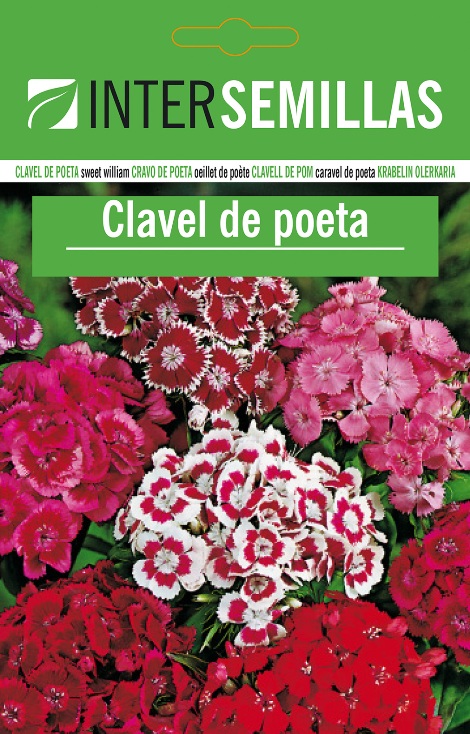 CLAVEL DE POETA - Dianthus barbatus