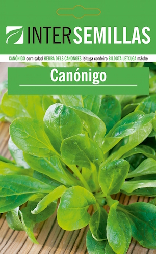CANÓNIGO - Valerianella locusta