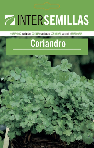 CORIANDRO/CILANTRO - Coriandrum sativum