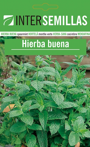 HIERBA BUENA - Mentha spicata
