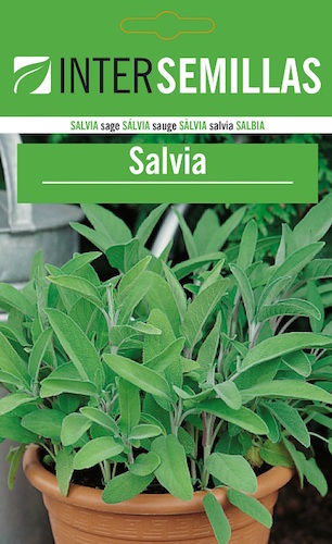 SALVIA - Salvia officinalis