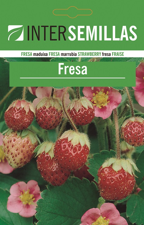 FRESA FRAGARIA VESCA